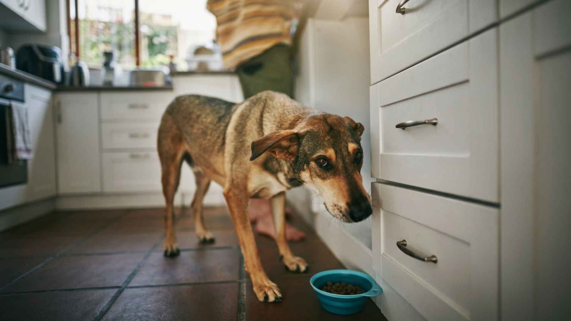 comida para perros con anemia